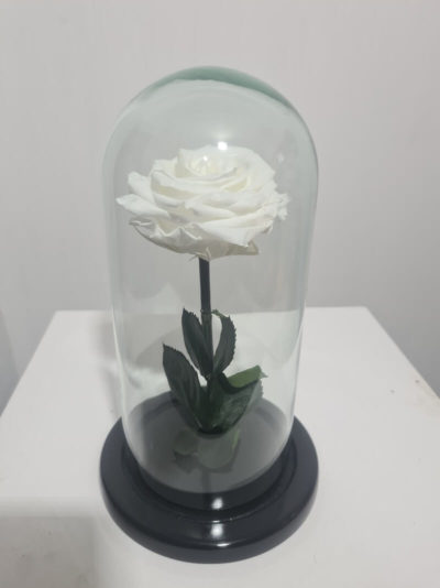 Rosa Preservada