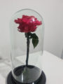 Rosa Preservada