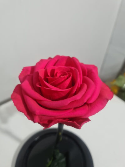 Rosa Preservada